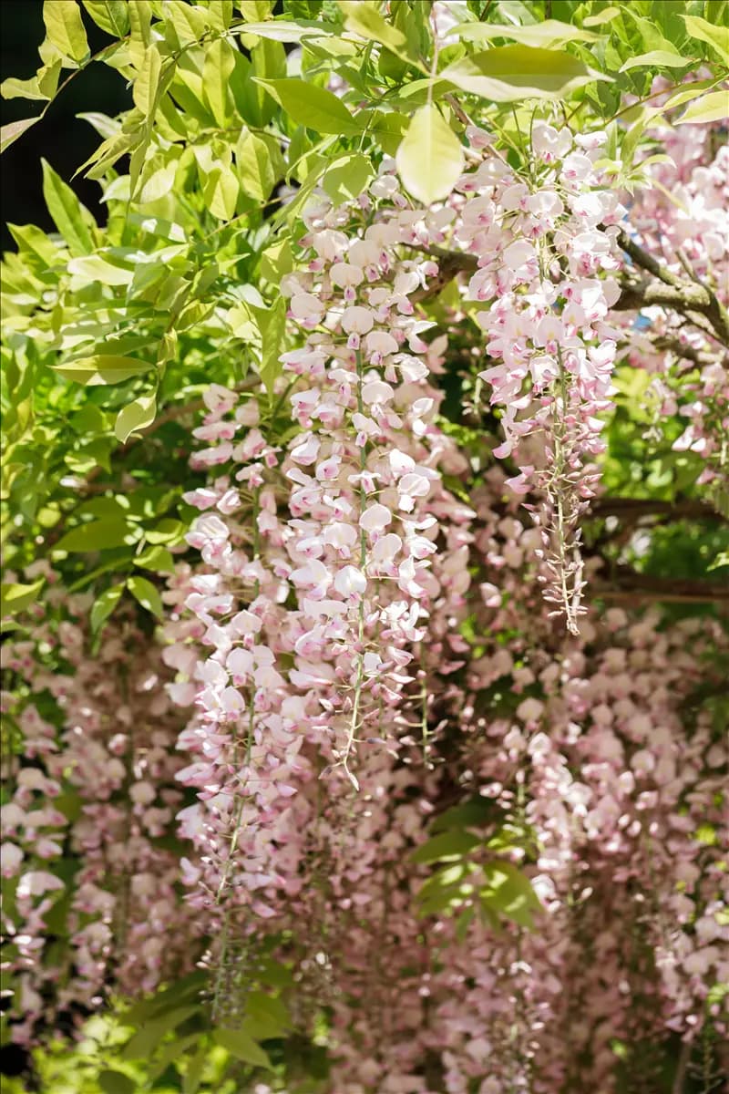 Wisteria sinensis 'Rosea' Weißer Cin.Blauregen