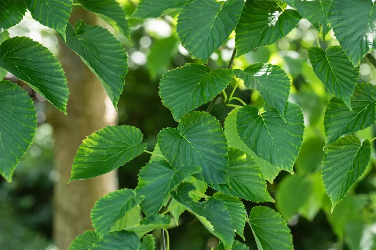 Davidia involucrata Taschentuchbaum