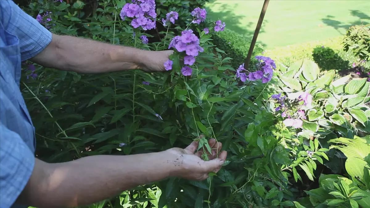 Phlox - Unkraut entfernen