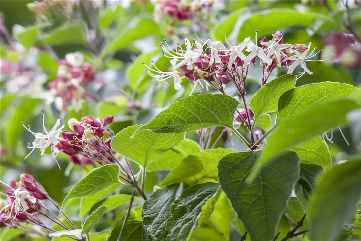 Clerodendrum trichotomum Japanischer Losbaum