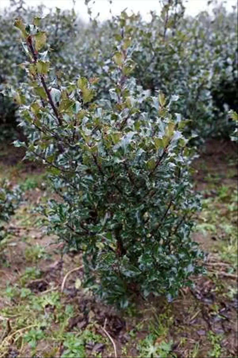 Ilex meserveae 'Blue Maid'  -R- Stechpalme 'Blue Maid'  -R-