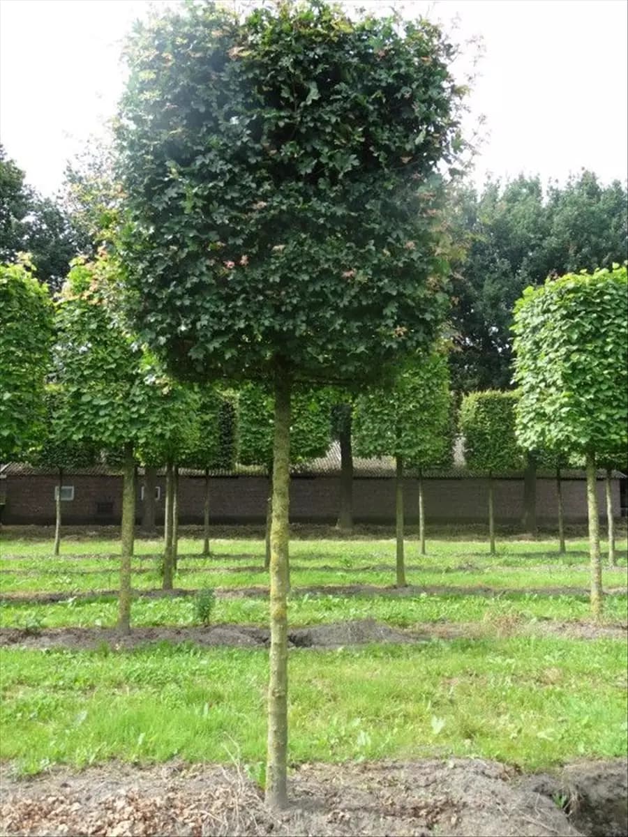 Acer campestre 'Elsrijk' - Formgehölze Feldahorn 'Elsrijk'