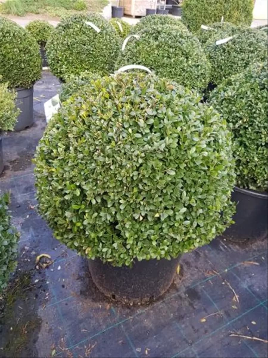 Ilex crenata 'Dark Green'  -R- Löffel-Ilex 'Dark Green'  -R-