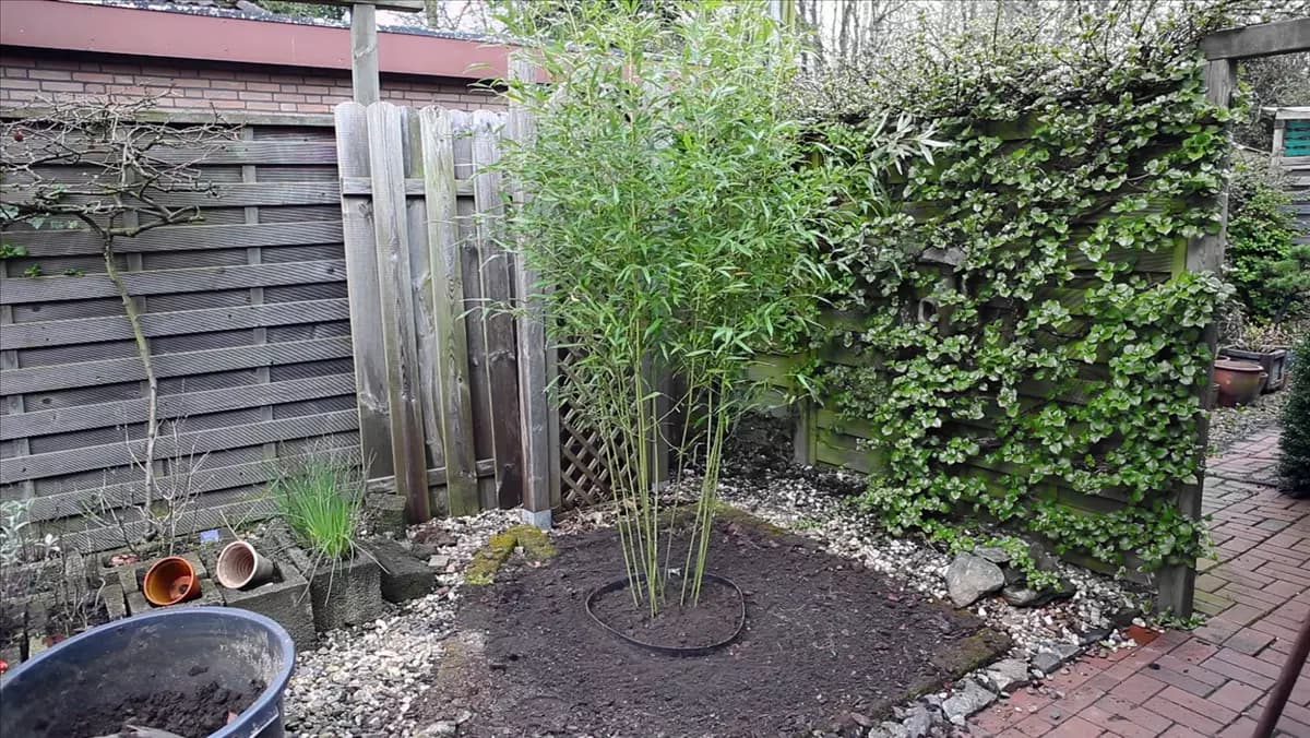 Bambus - Einpflanzen im Garten
