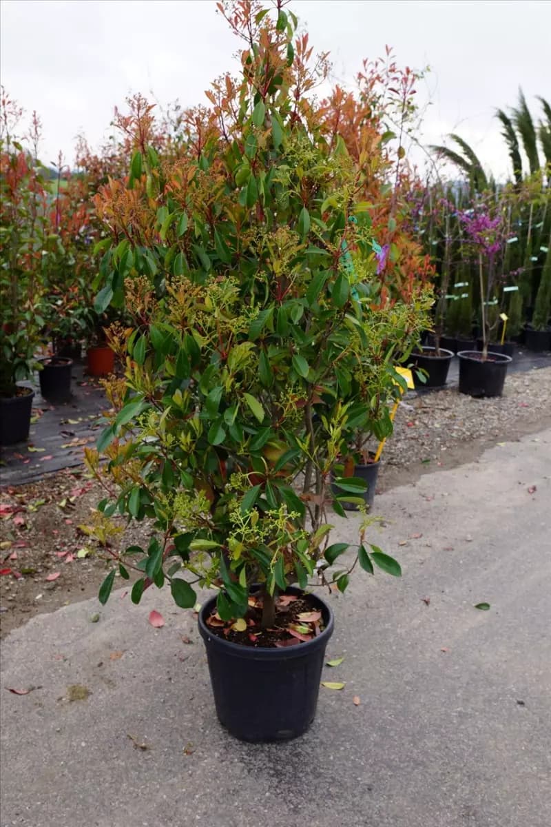 Photinia fraseri 'Red Robin' - Heckenpflanzen Glanzmispel 'Red Robin'