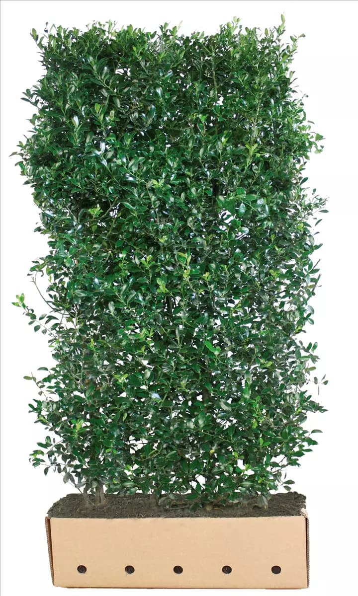 Ilex meserveae 'Heckenpracht'  -R- Stechpalme 'Heckenpracht'  -R-