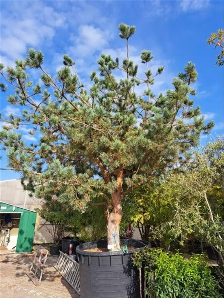 Pinus sylvestris - Unikum Kiefer