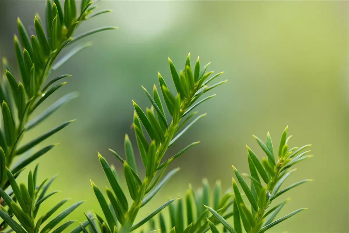 Taxus baccata 'Overeynderi' Kegel-Eibe