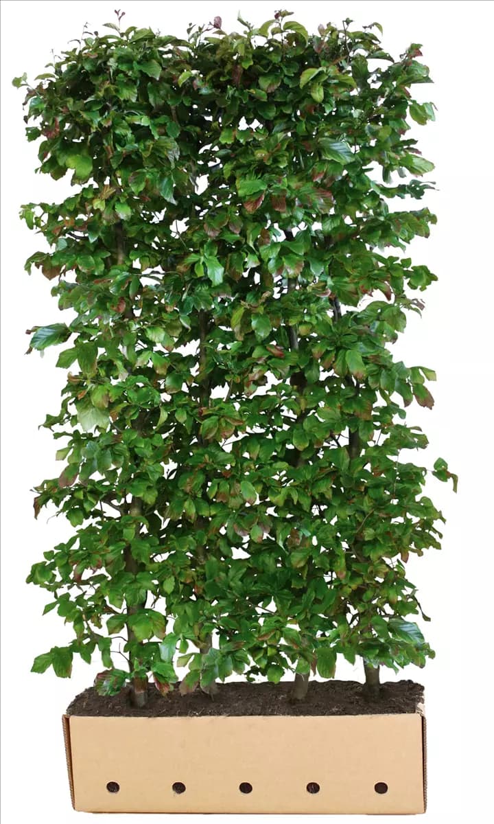 Parrotia persica 'Vanessa' - Heckenelemente Eisenbaum 'Vanessa'