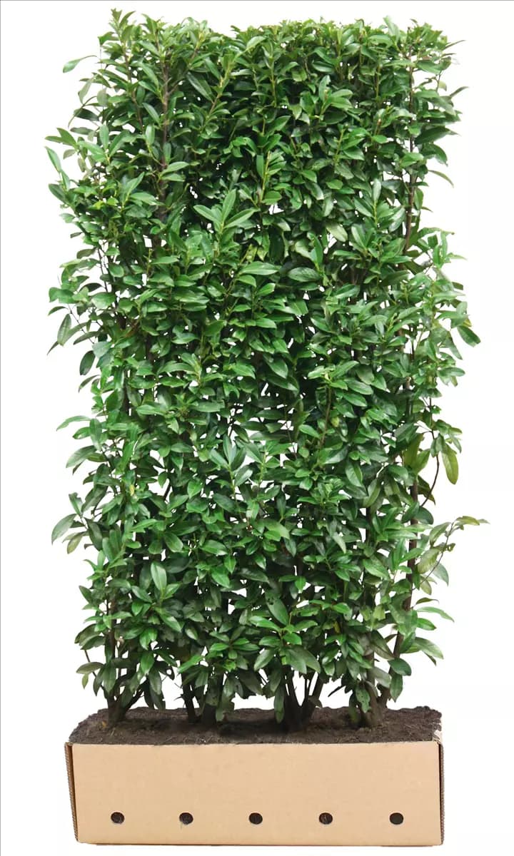 Prunus lauroc.'Genolia'  -R- Lorbeerkirsche 'Genolia'  -R-