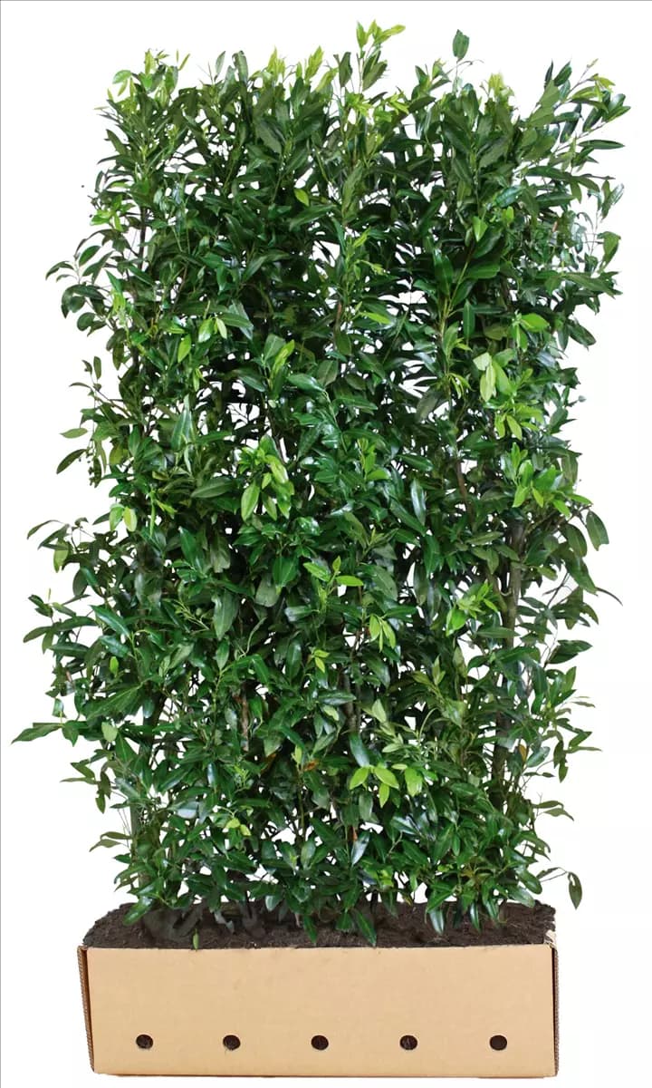 Prunus lauroc.'Herbergii' - Heckenelemente Aufrechte Lorbeerkirsche 'Herbergii'