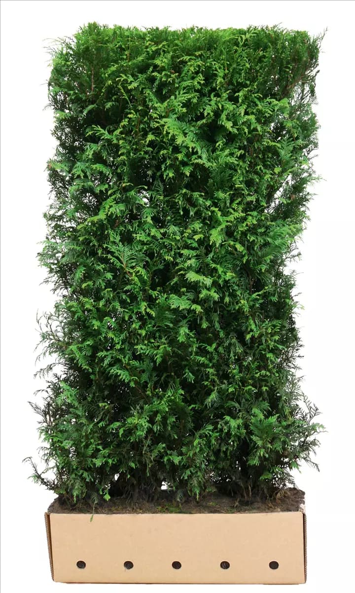 Thuja plicata 'Martin' Lebensbaum 'Martin'