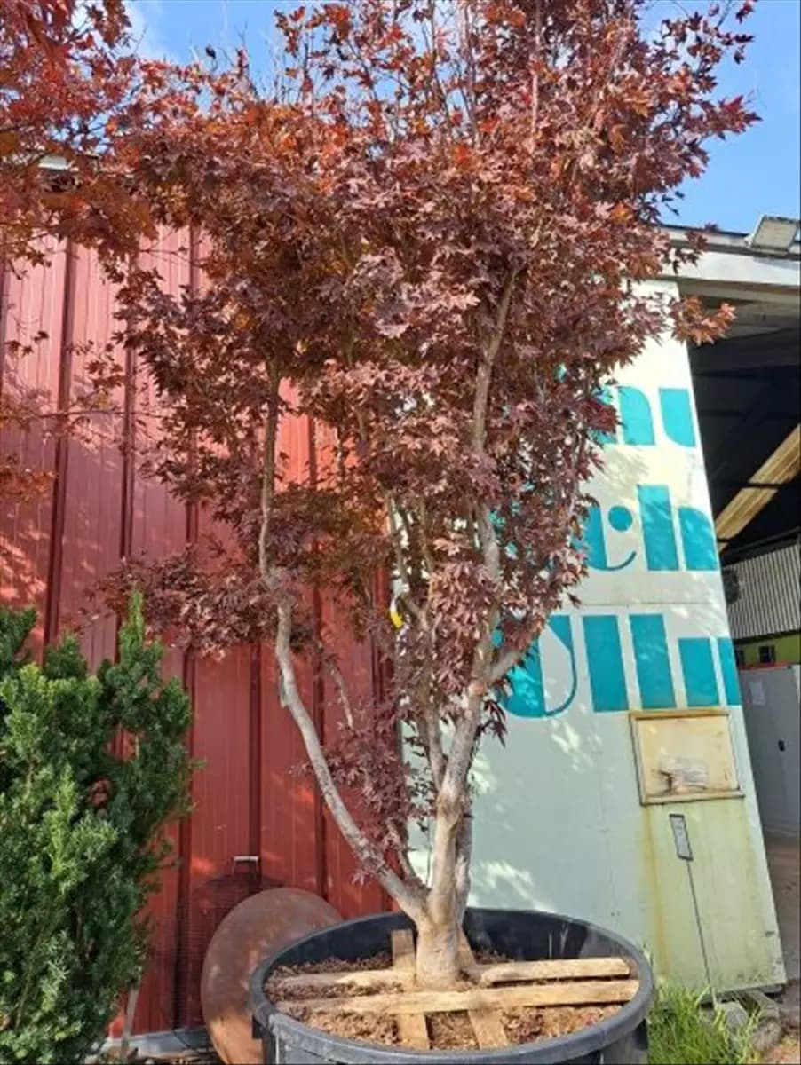 Acer palmatum 'Atropurpureum' - Unikum Roter Fächerahorn