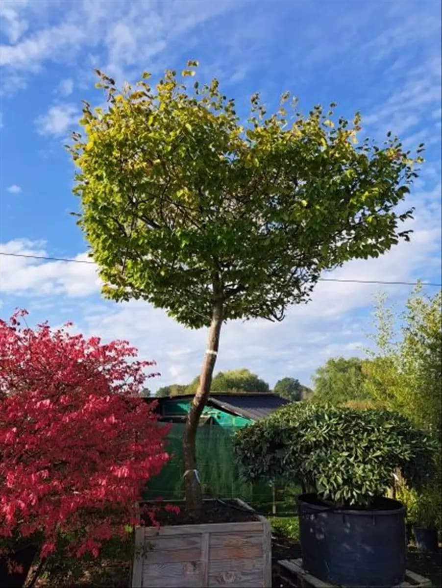 Carpinus betulus - Unikum Hainbuche,Weißbuche