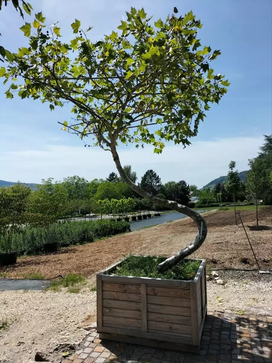 Platanus hispanica 'Malburg' - Unikum Platane