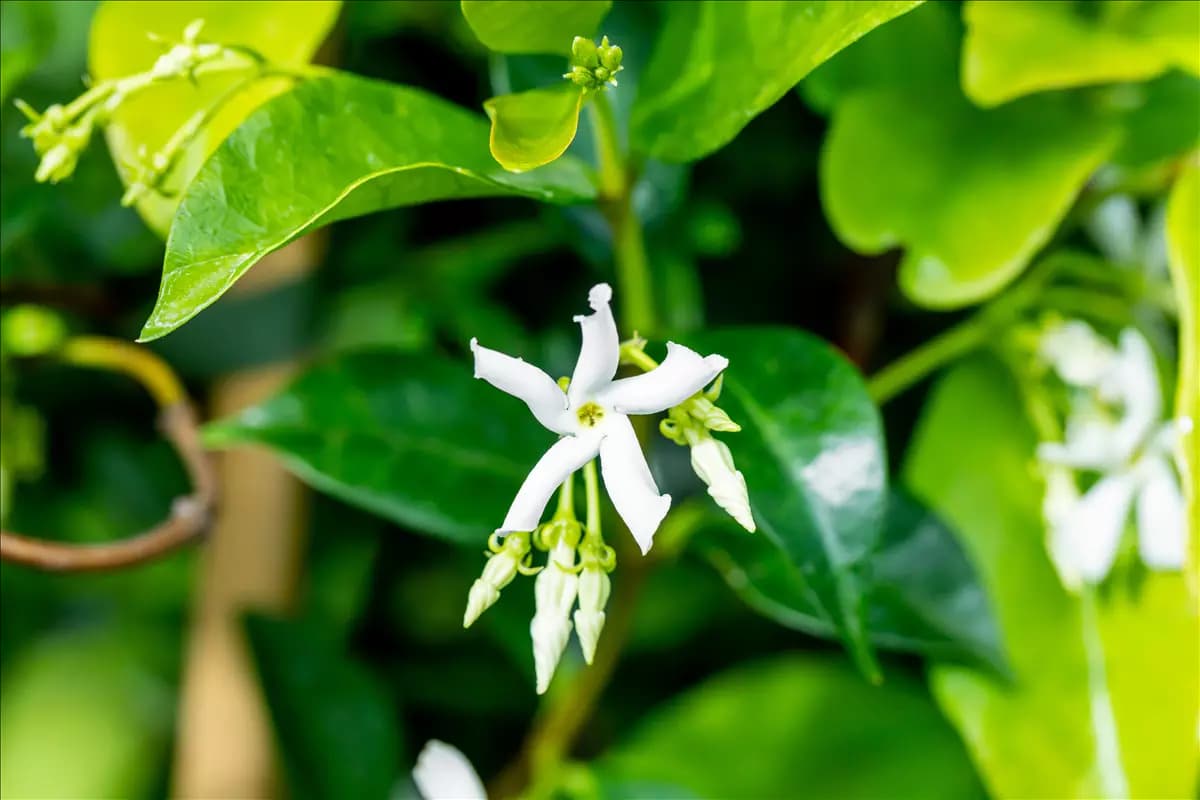 Trachelospermum jasminoides - Kletterpflanzen