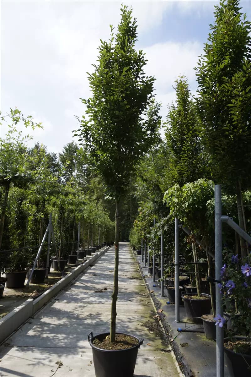 Carpinus betulus 'Fastigiata' - Heckenpflanzen Pyramiden-Hainbuche
