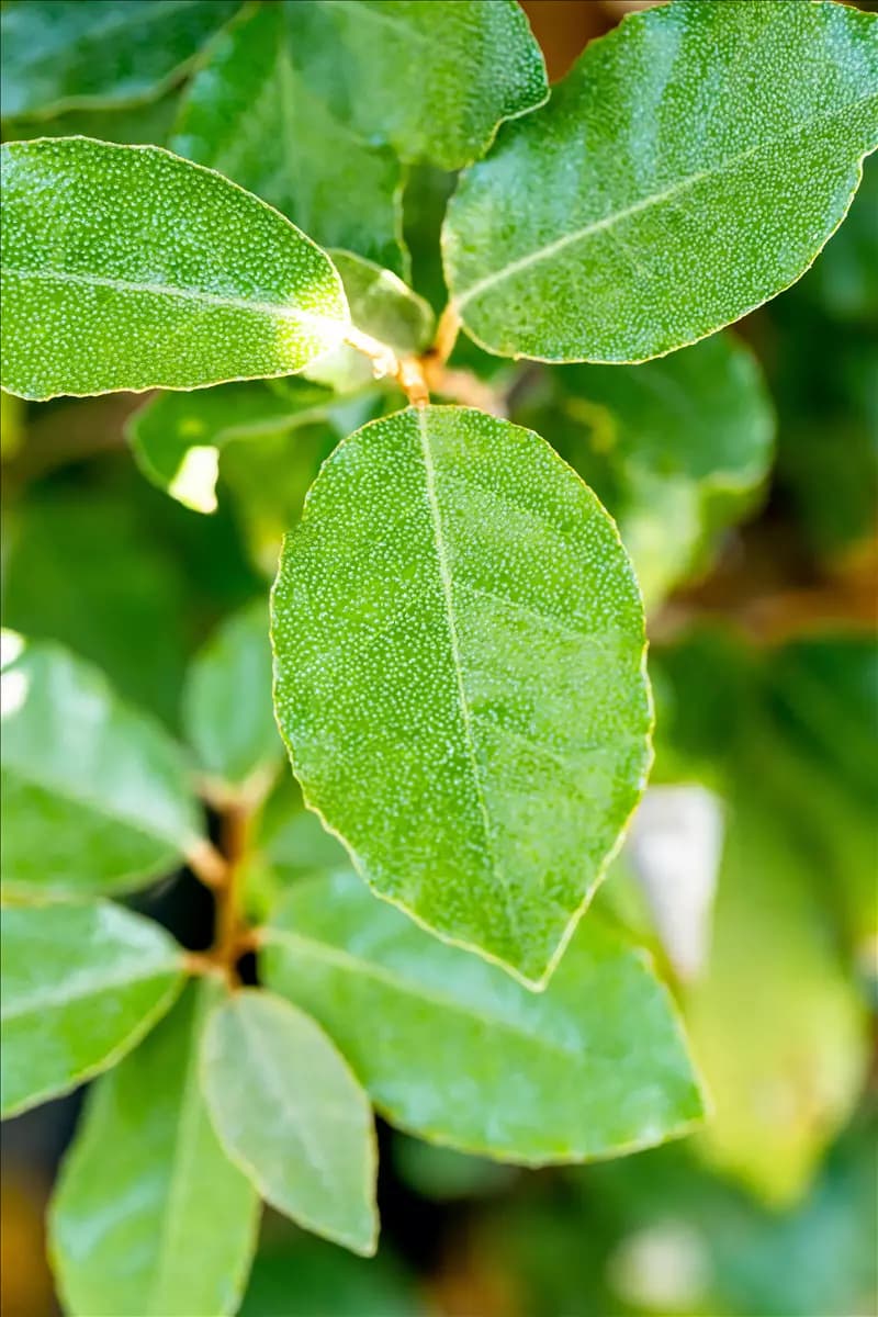 Elaeagnus ebbingei  (x) 'Compacta' - Mediterranes Immergrüne buschige Ölweide 'Compacta'