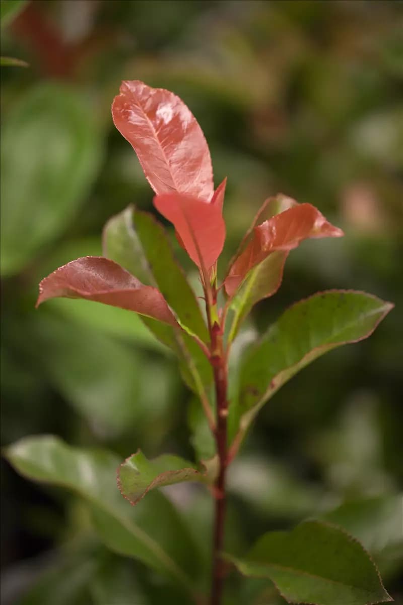 Photinia fraseri 'Robusta Compact' - Formgehölze Glanzmispel