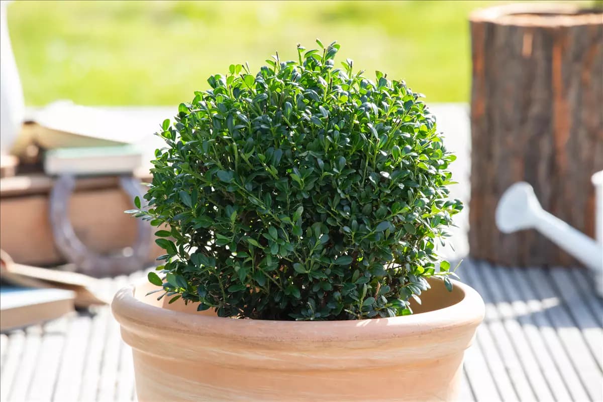 Ilex crenata 'Luxus (R) Globe' Japan-Stechpalme