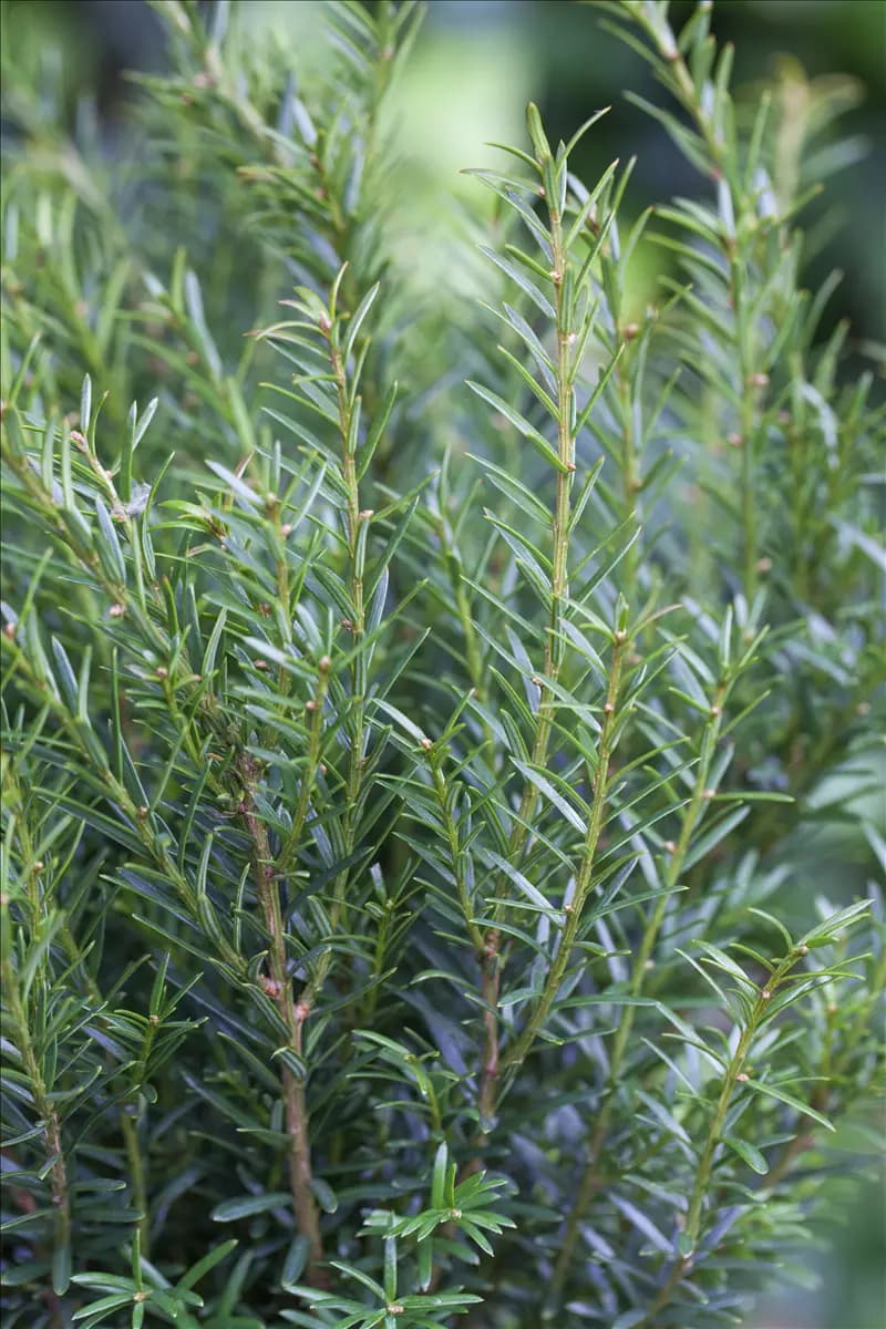 Taxus baccata 'Renke' s Kleiner Grüner' Eibe 'Renke' s Kleiner Grüner'