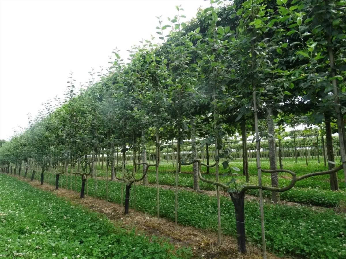 Malus 'Notaris'                        CAC - Formgehölze Apfel 'Notaris'