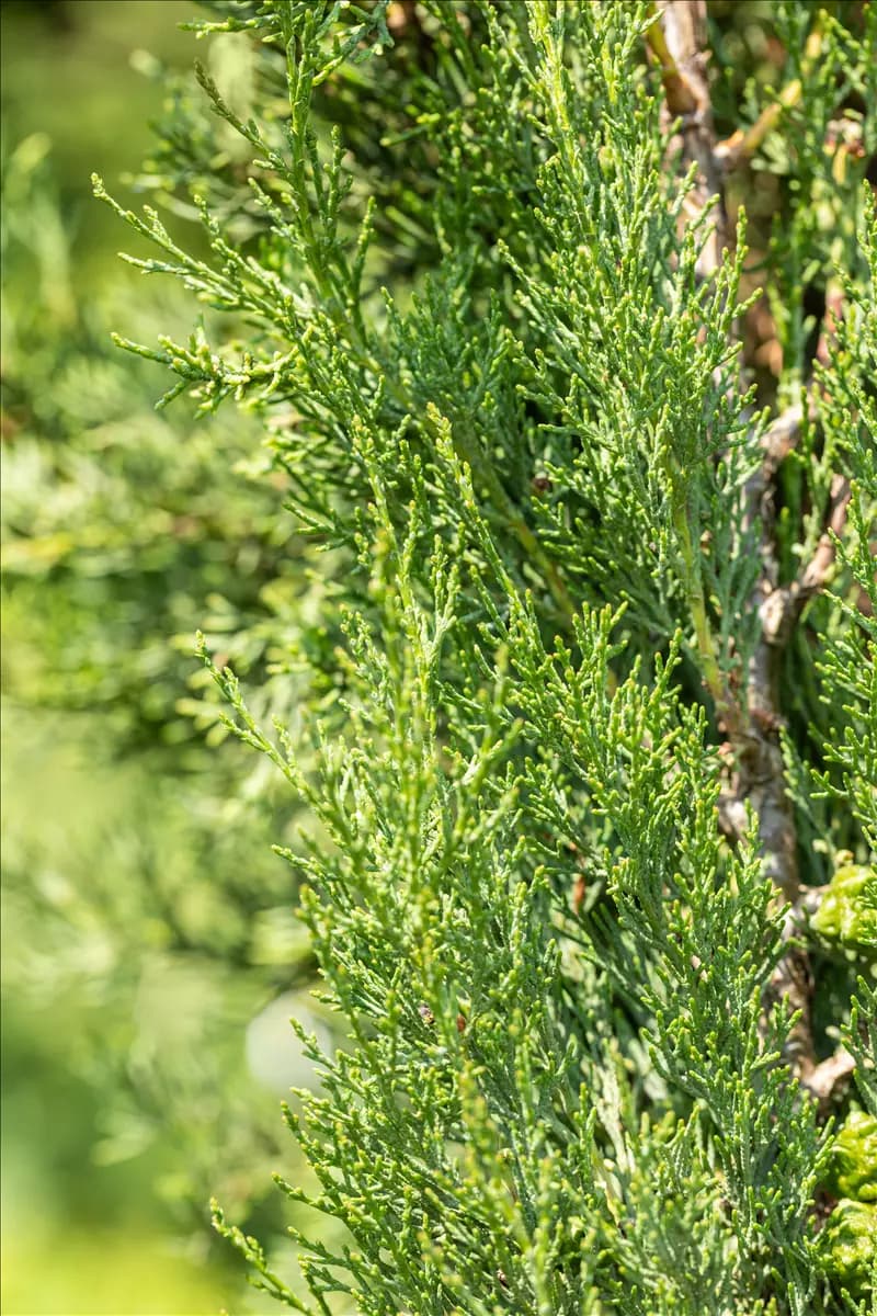 Cupressus sempervirens 'Pyramidalis' - Mediterranes Echte Säulenzypresse