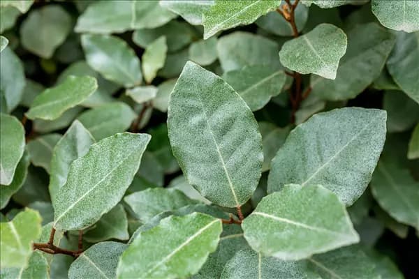 Elaeagnus x ebbingei