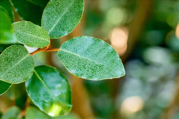 Elaeagnus x ebbingei