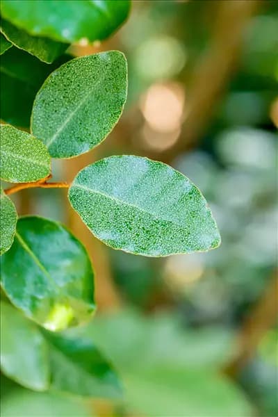 Elaeagnus x ebbingei