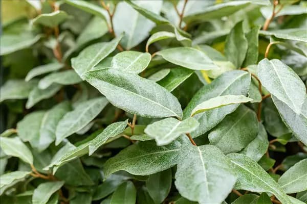 Elaeagnus x ebbingei