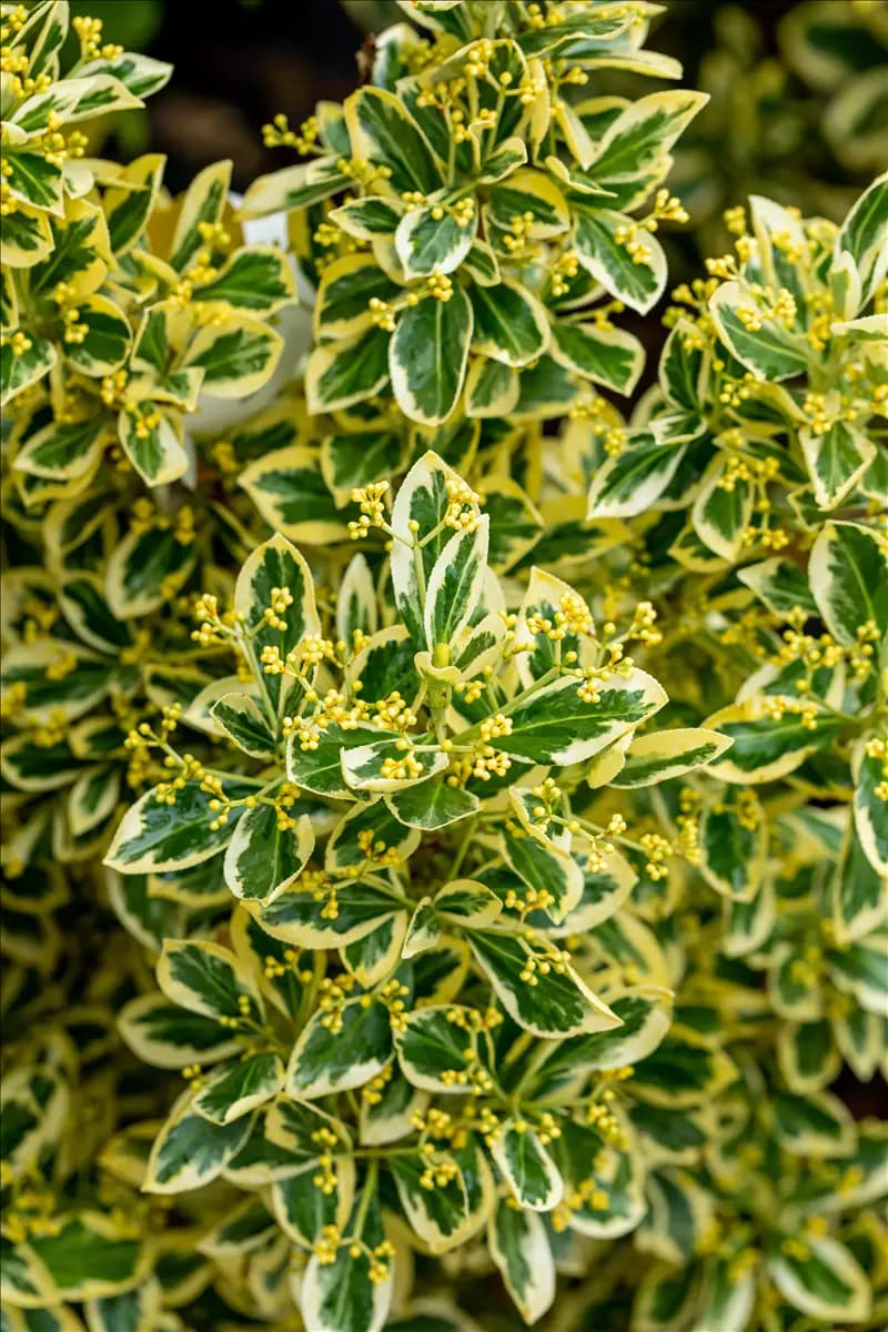 Euonymus japonicus 'Bravo' - Mediterranes Japanspindel 'Bravo'