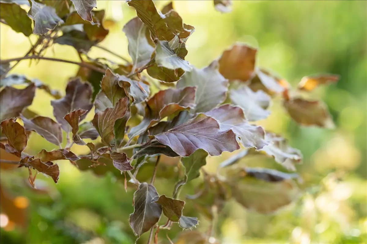 Fagus sylvatica 'Atropunicea' - Formgehölze Blutbuche Veredelung