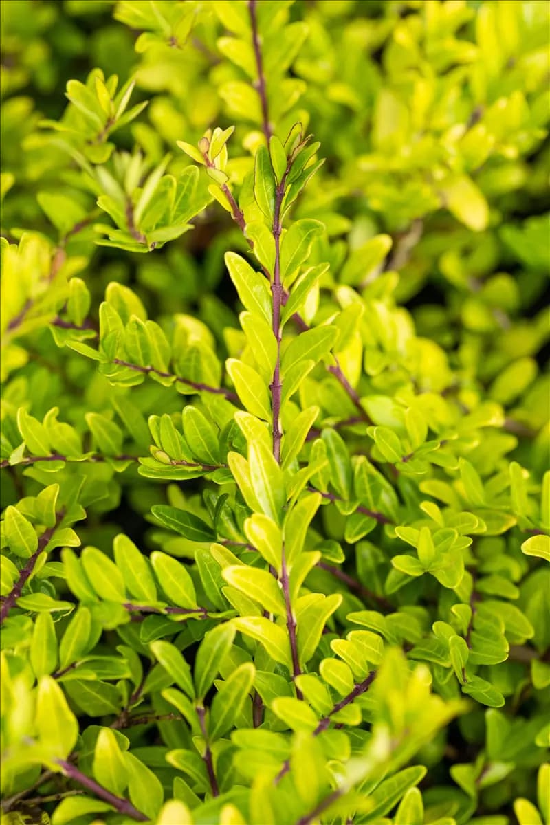 Lonicera pileata Böschungsmyrte