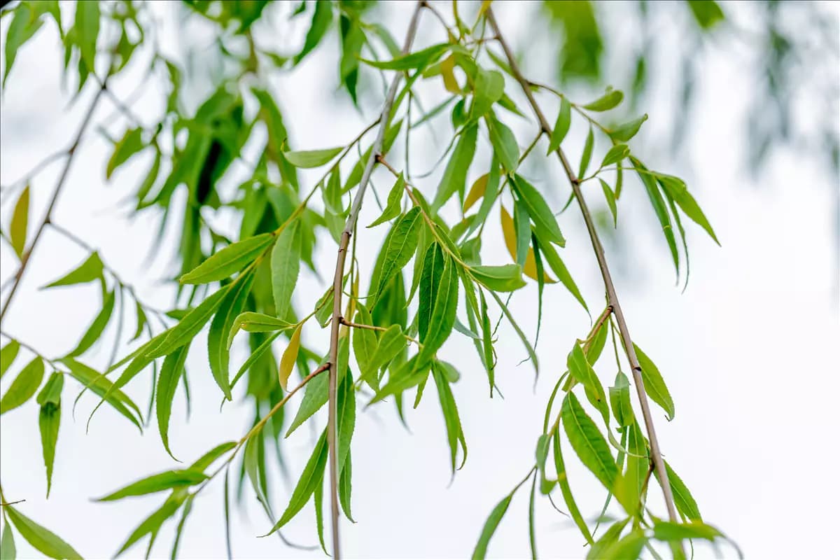 Salix babylonica Babylonische Weide
