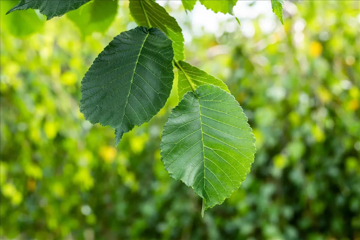 Ulmus glabra 'Camperdownii' Laubenulme 'Camperdownii'