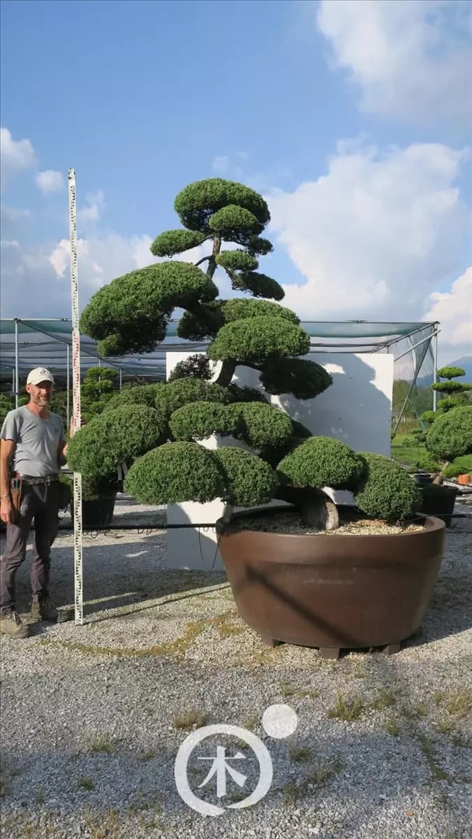 Juniperus chinensis