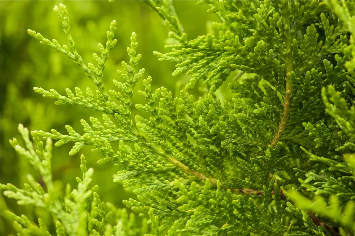 Thuja occidentalis 'Golden Brabant' -R- Lebensbaum 'Golden Brabant' -R-