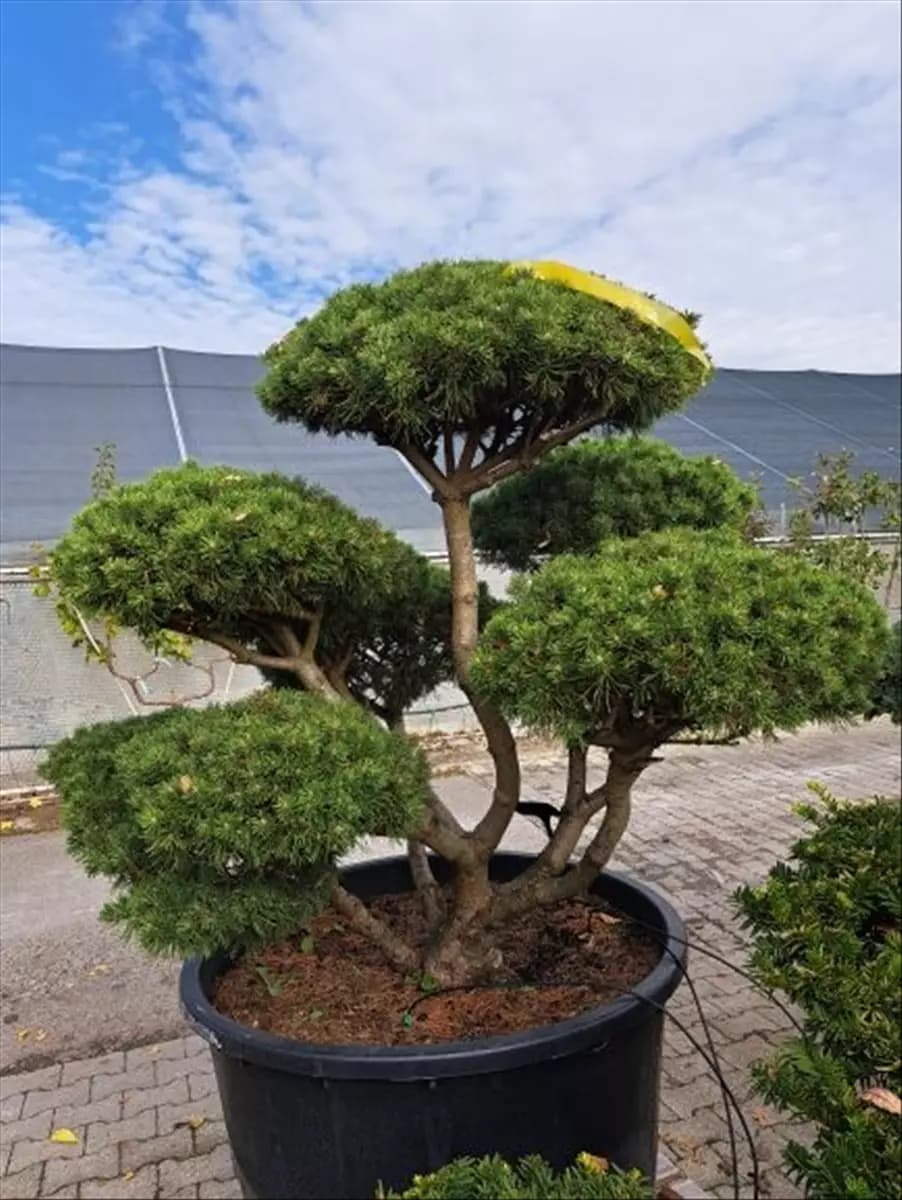 Pinus mugo 'Mops' - Bonsai Kugel-Kiefer 'Mops'