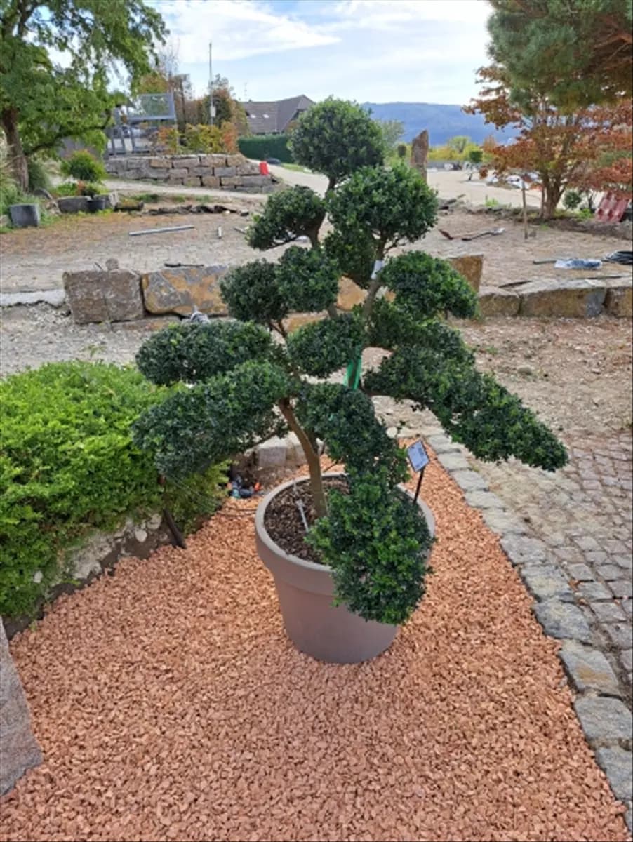 Ilex crenata Japan-Stechpalme
