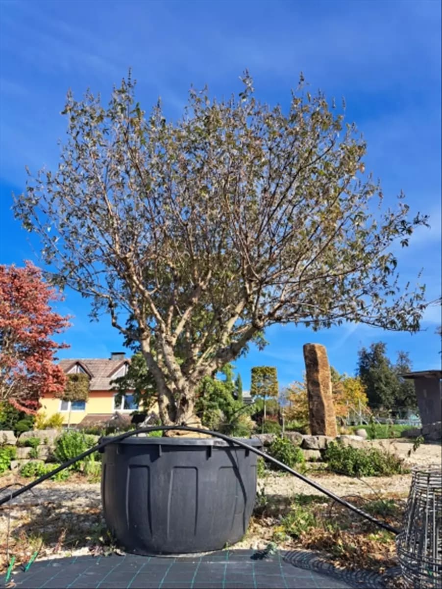 Vitex agnus-castus Mönchspfeffer