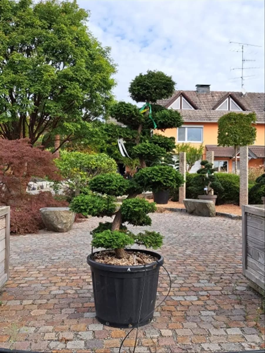 Chamaecyparis obtusa Hinoki-Scheinzypresse
