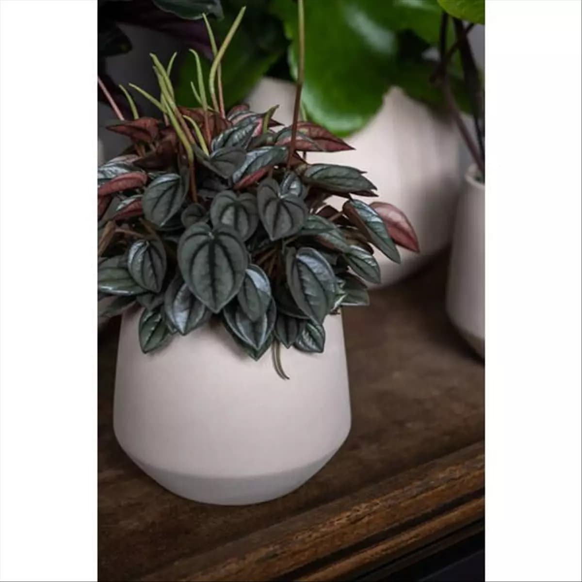 Julia Ceramic