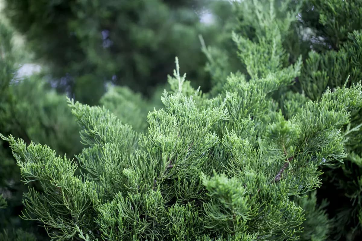 Juniperus chin.'Kaizuka' Strauchwacholder 'Kaizuka'