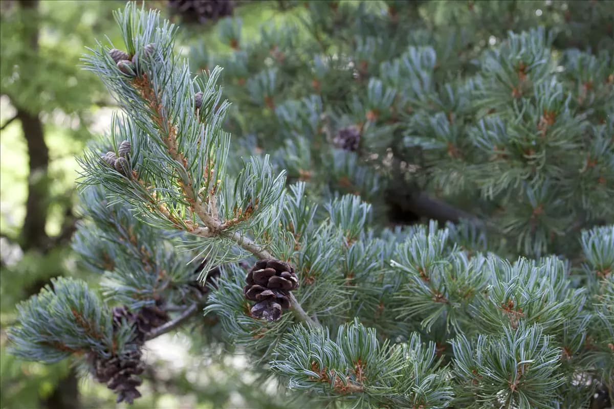 Pinus pentaphylla Mädchen-Kiefer