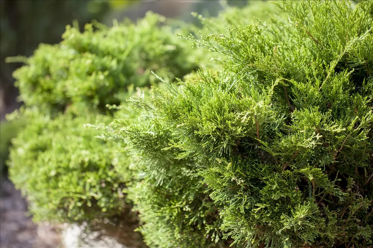 Juniperus media 'Mint Julep' - Bonsai Strauchwacholder 'Mint Julep'