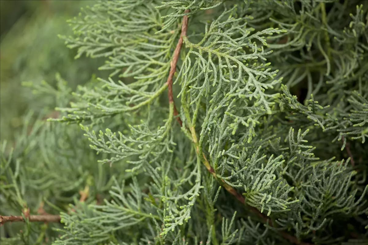 Juniperus virginiana 'Grey Owl' - Bonsai Strauchwacholder 'Grey Owl'