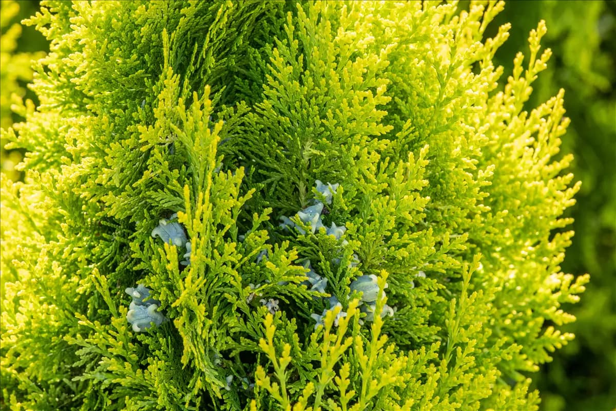 Thuja 'King of Brabant'