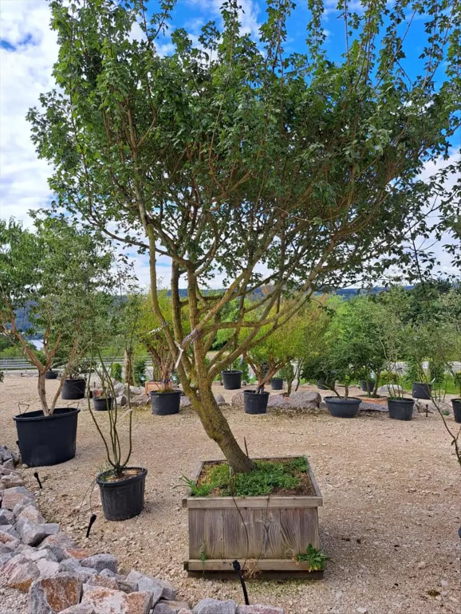 Acer campestre - Unikum Feldahorn