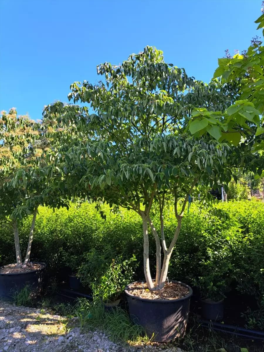Cornus controversa - Unikum Hoher Etagen-Hartriegel